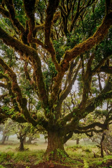 Madeira: PR 18 - Levada do Rei Hike Transfer - Why PR18 Levada do Rei is worth your walking time
