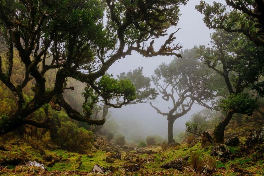 Madeira: PR 18 - Levada do Rei Hike Transfer - The morning pickup from Funchal, Caniço, or Garajau