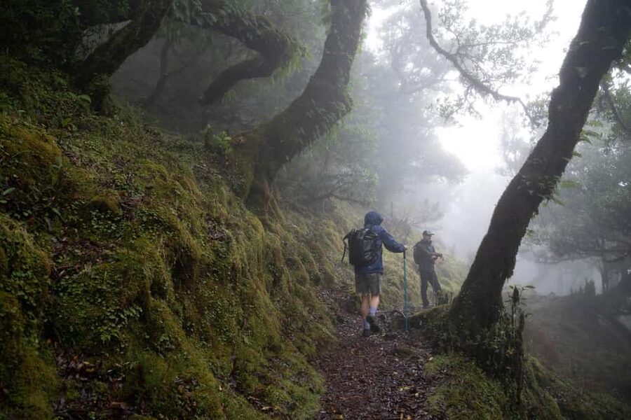 Madeira: PR 9 - Levada do Caldeirão Verde Hike Transfer - Key points before you book