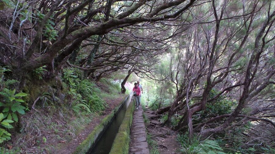 Madeira: Rabaçal 25 Fountains Levada Walk & Cabo Girão - Off-road through Madeira’s eucalyptus woods