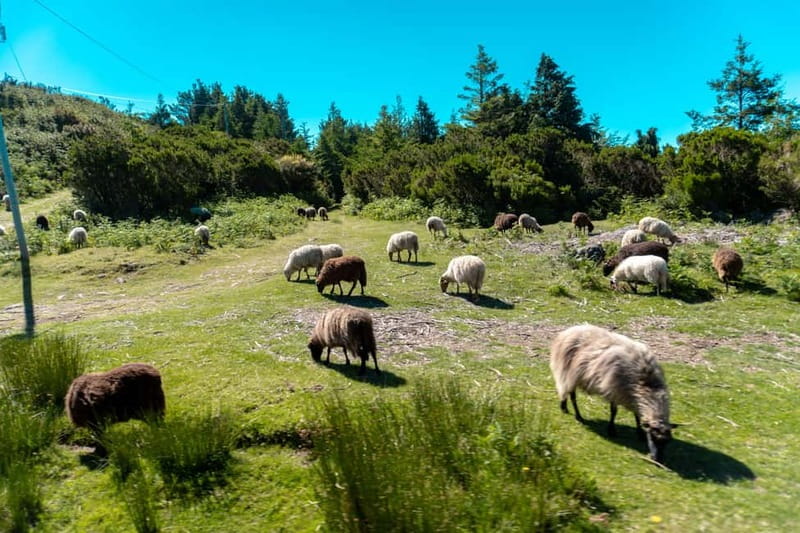 Madeira: Santana Jeep Safari and Balções Levada Walk - Key points to know before you book