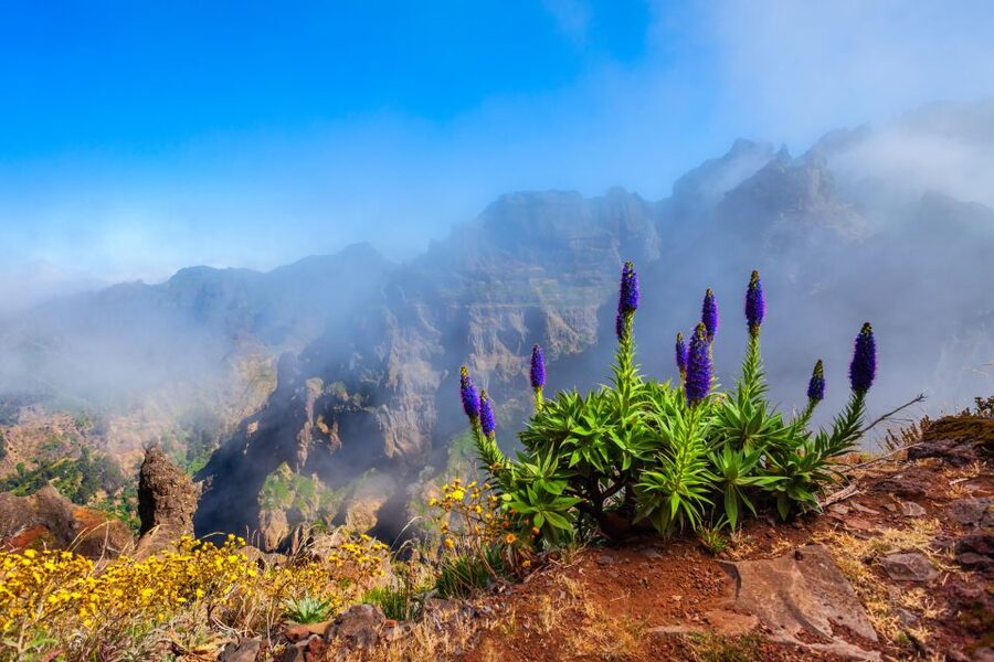 Madeira Stairway to Heaven to Larano Hike Mountain to Sea - Two hikes, one long Madeira day