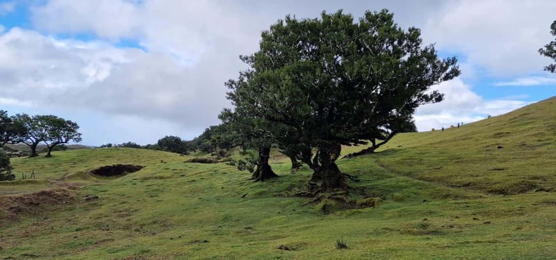 Madeira West Island Full-Day Tour with Fanal Forest - Who should book this Madeira west tour?