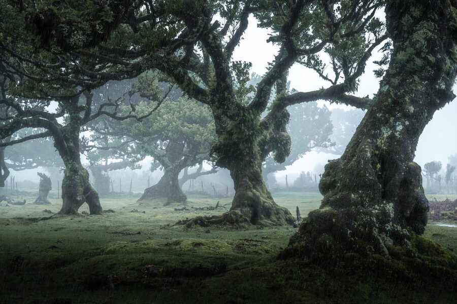 Madeira: West Tour With Guide Fanal Forest SykWalkExperience - Why this west-coast route works so well