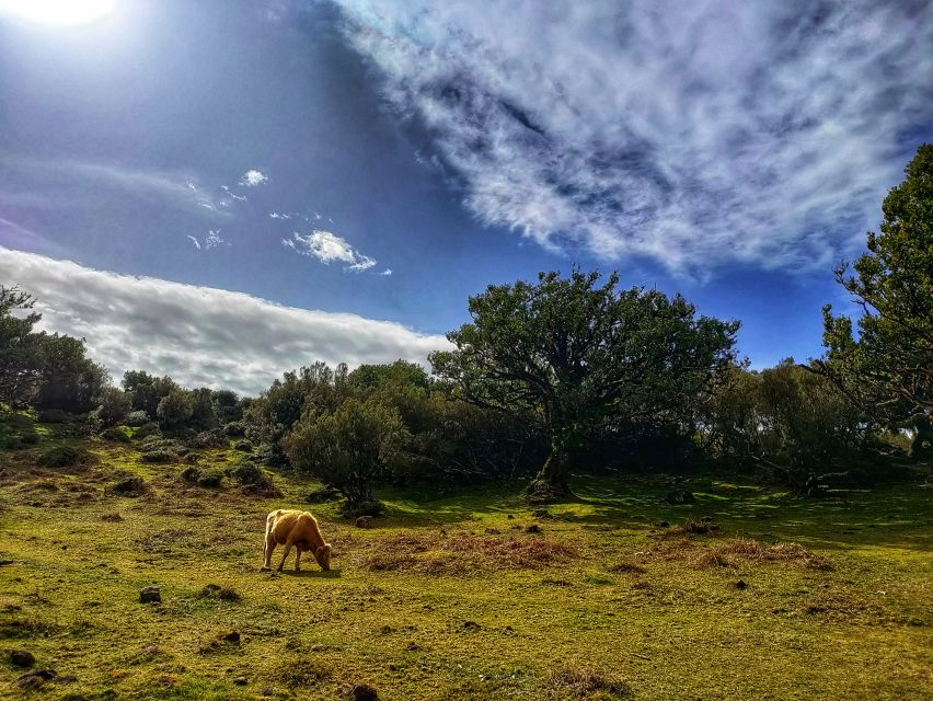 Madeira: Western Madeira Guided Trip & Fanal Mystic Forest - Câmara de Lobos and the taste of poncha