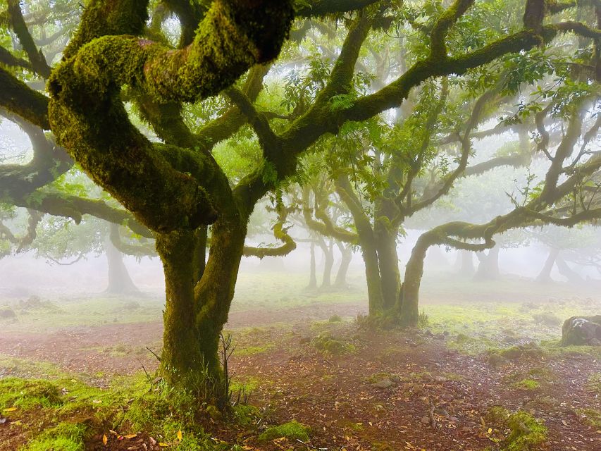 Madeira: Western Madeira Guided Trip & Fanal Mystic Forest - Véu da Noiva and the waterfall finale