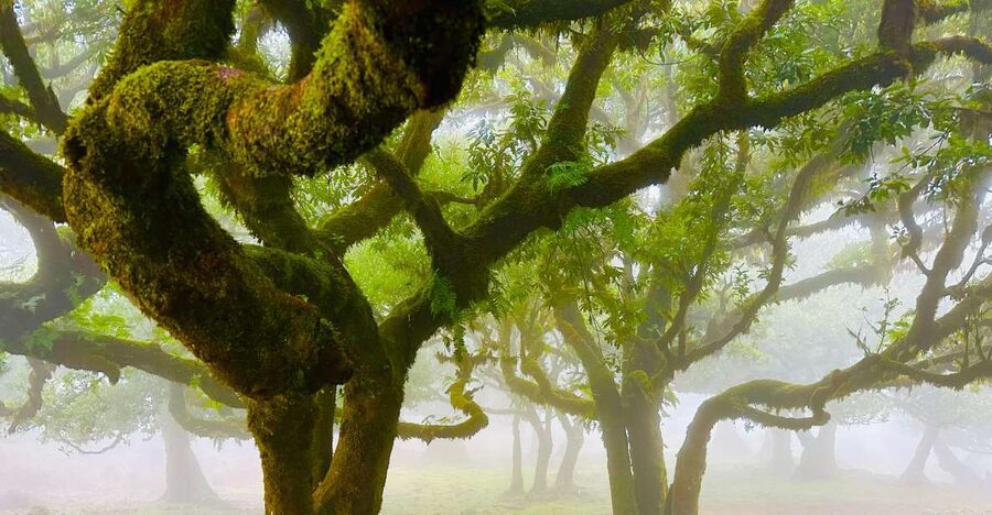Madeira: Western Madeira Guided Trip & Fanal Mystic Forest - Cabo Girão Skywalk and the south coast from above