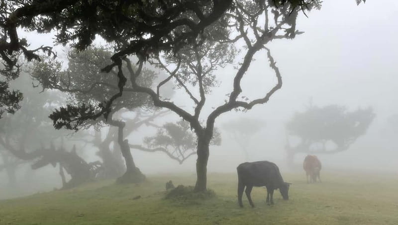 Madeira: Westside Achadas Cruz, Moniz, Seixal and Fanal - Why this west Madeira tour is worth your day