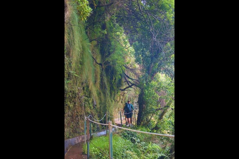 Madeira: Wet your hair in the amazing Levada Nova / Moinhos - Who will enjoy this day most