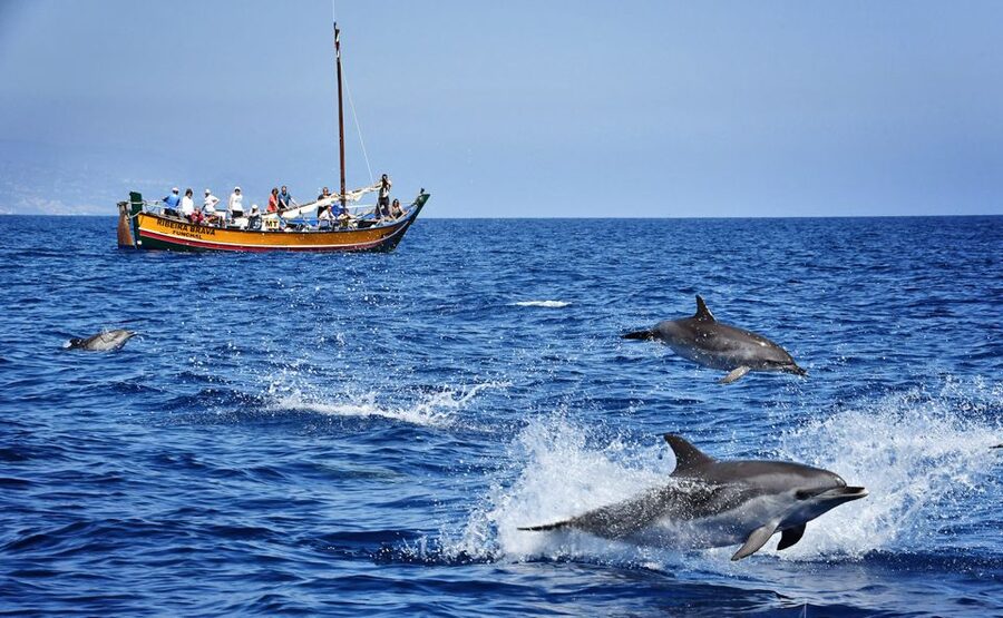 Madeira: Whale Watching Excursion in a Traditional Vessel - Setting Out From Calheta on the Ribeira Brava