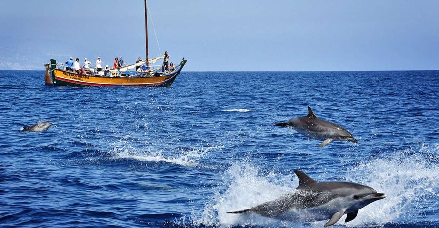 Madeira: Whale Watching Excursion in a Traditional Vessel - The First Coastal Views Before the Search Begins