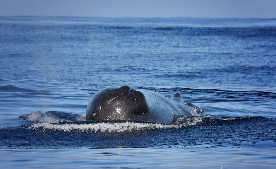 Madeira: Whale Watching Excursion in a Traditional Vessel - Guides Who Add Meaning to the Sightings