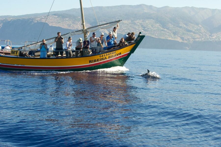 Madeira: Whale Watching Excursion in a Traditional Vessel - Rough Water, Comfort, and Practical Limits