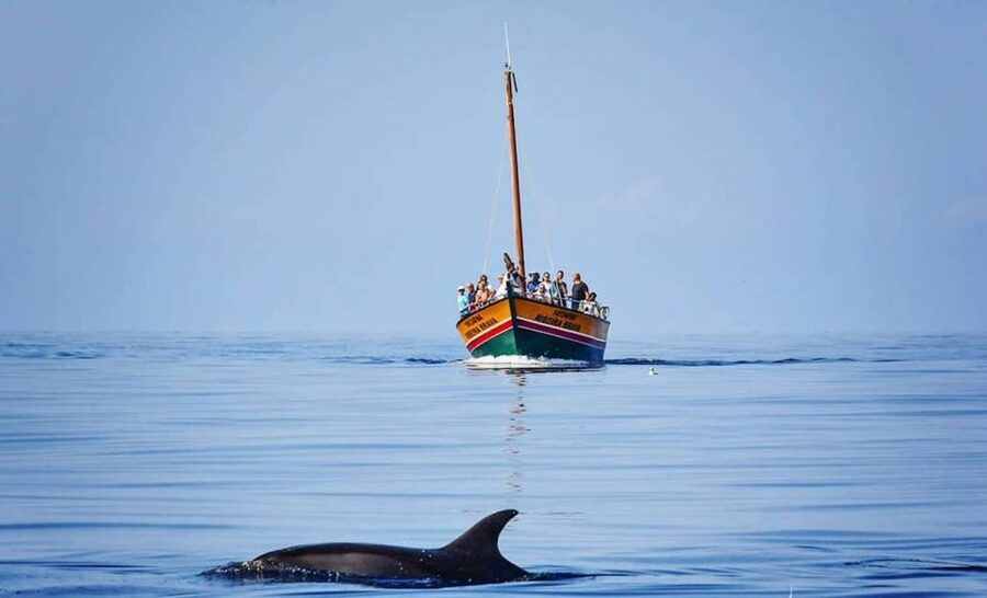Madeira: Whale Watching Excursion in a Traditional Vessel - Is $53 a Fair Price?