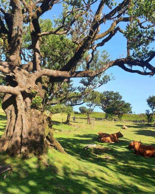 Madeira Wild West 4X4 Tour Safari - What the guides add to the drive
