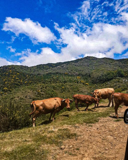 Madeira Wild West 4X4 Tour Safari - Ribeira da Janela shows the north coast’s rough edge
