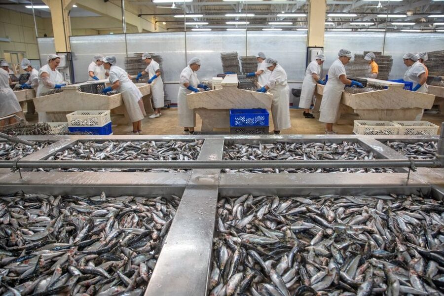 Matosinhos: Conservas Pinhais Factory Tour - Who Will Enjoy This Factory Tour?