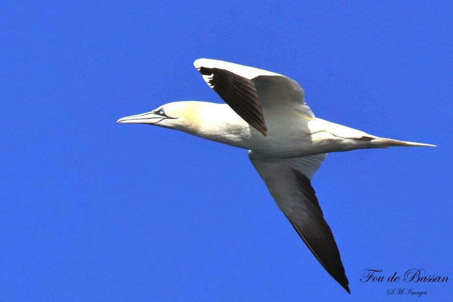 Olhão: 3 Islands Guided Sightseeing Tour with Lunch - Culatra Island and the meal that makes the day