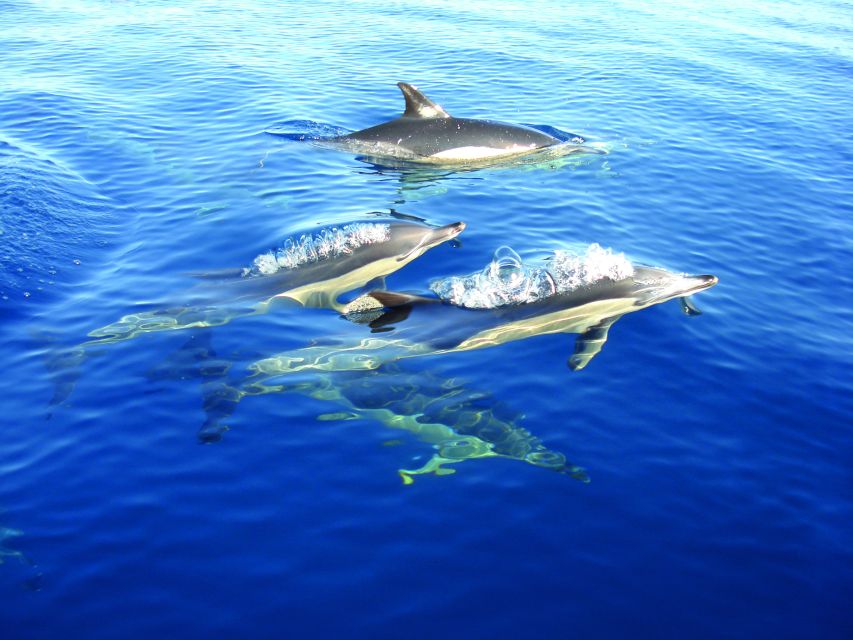 Olhão: Dolphin Observation - Key points before you book