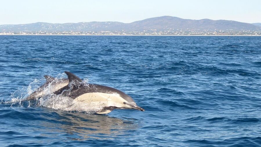 Olhão: Dolphin Observation - Leaving Olhão for the Ria Formosa waters