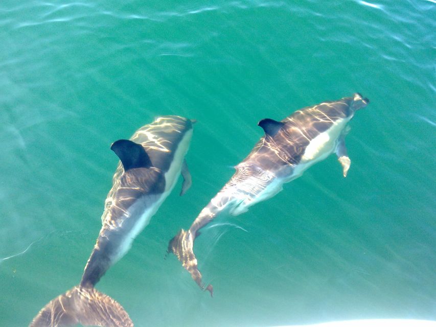 Olhão: Dolphin Observation - What the 2.5 hours feels like on the water