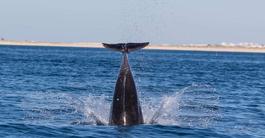 Olhão: Dolphin Observation - The skipper, languages, and hearing the commentary
