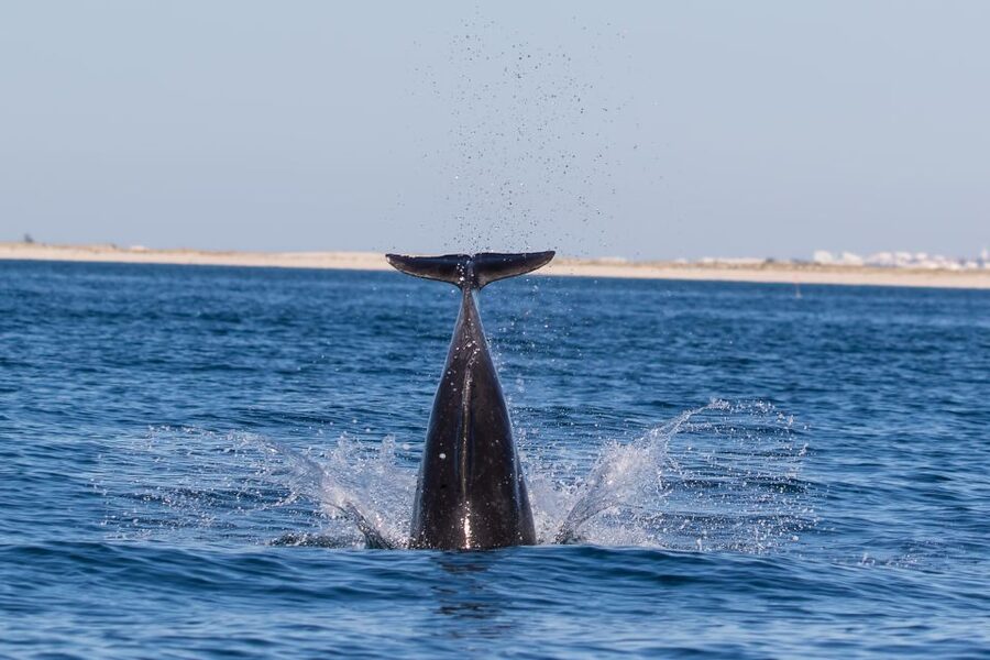 Olhão: Dolphin Observation - Searching for dolphins instead of watching a show