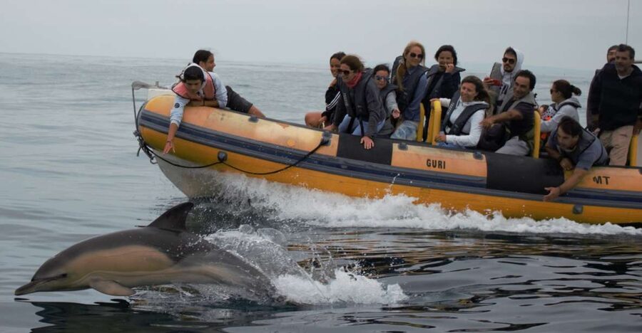 Peniche: Dolphin Route Boat Trip - More than dolphins: seabirds and other sea life