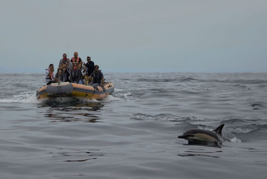 Peniche: Dolphin Route Boat Trip - How much value do you get for $53?