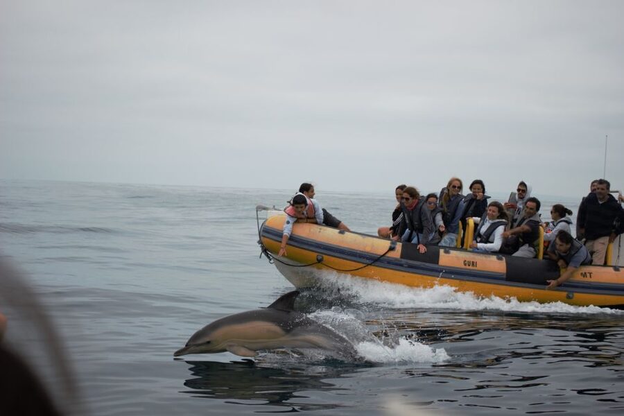 Peniche: Dolphin Route Boat Trip - What to bring and what to leave behind