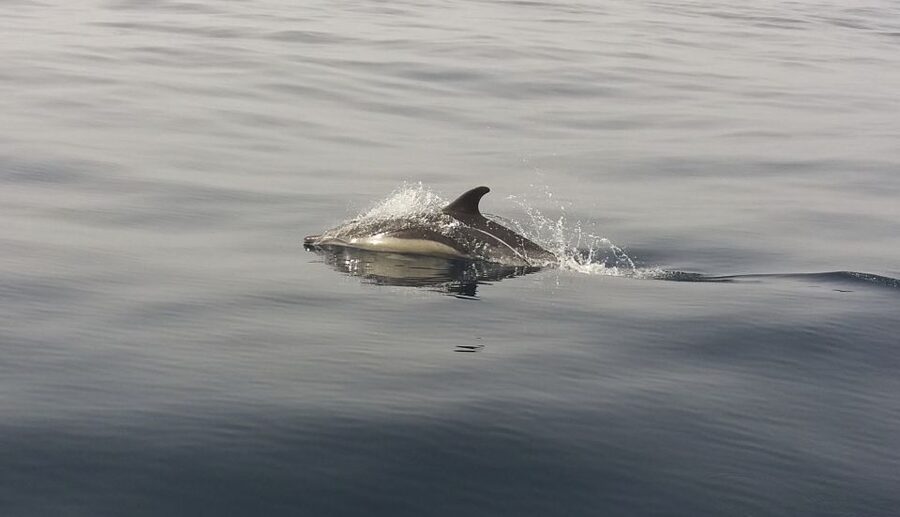 Peniche: Dolphin Route Boat Trip - Looking for Roaz Corvineiro dolphins