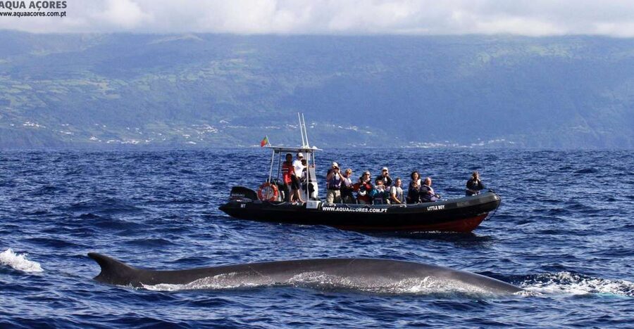 Pico Island: Azores Whale & Dolphin Watching on Zodiac Boat - Key points at a glance
