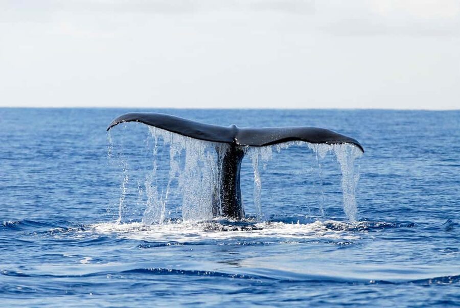 Pico Island: Azores Whale & Dolphin Watching on Zodiac Boat - The Zodiac ride: exciting, but not soft