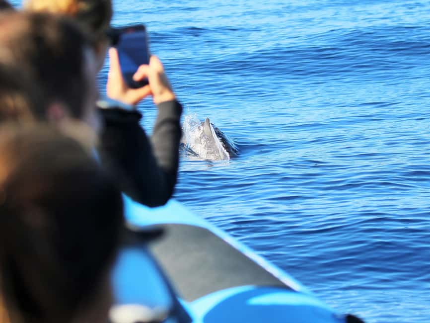 Pico Island: Whale Watching Experience from Lajes - Key points to know before you book