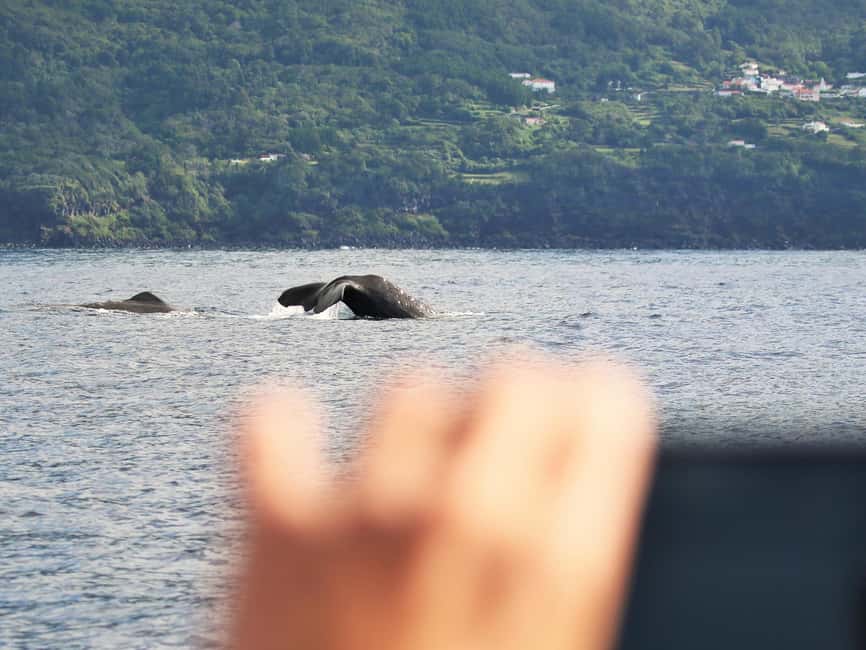 Pico Island: Whale Watching Experience from Lajes - Who will enjoy this Pico excursion most