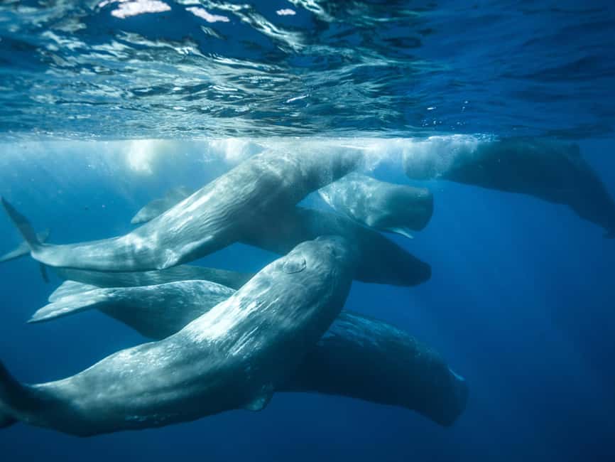 Pico Island: Whale Watching Experience from Lajes - What you might see beyond whales