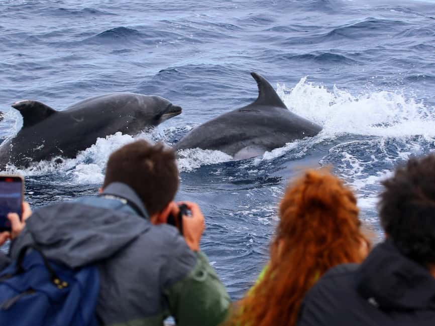 Pico Island: Whale Watching Experience from Lajes - How the crew searches without chasing