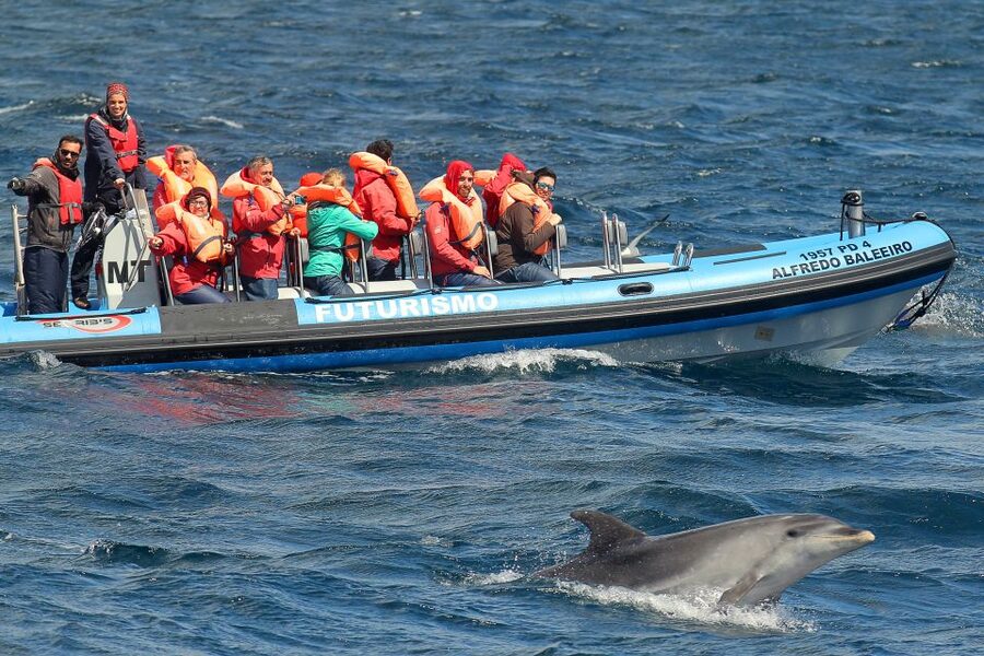 Pico Island: Whale Watching Experience from Lajes - The guides turn sightings into lessons