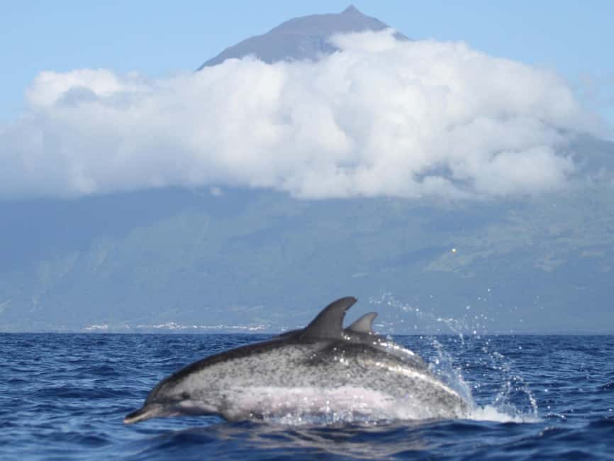 Pico Island: Whale Watching Experience from Lajes - Why a respectful encounter feels better