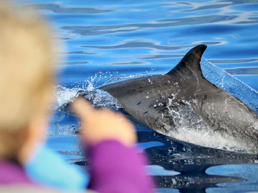 Pico Island: Whale Watching Experience from Lajes - Is $68 a fair price?
