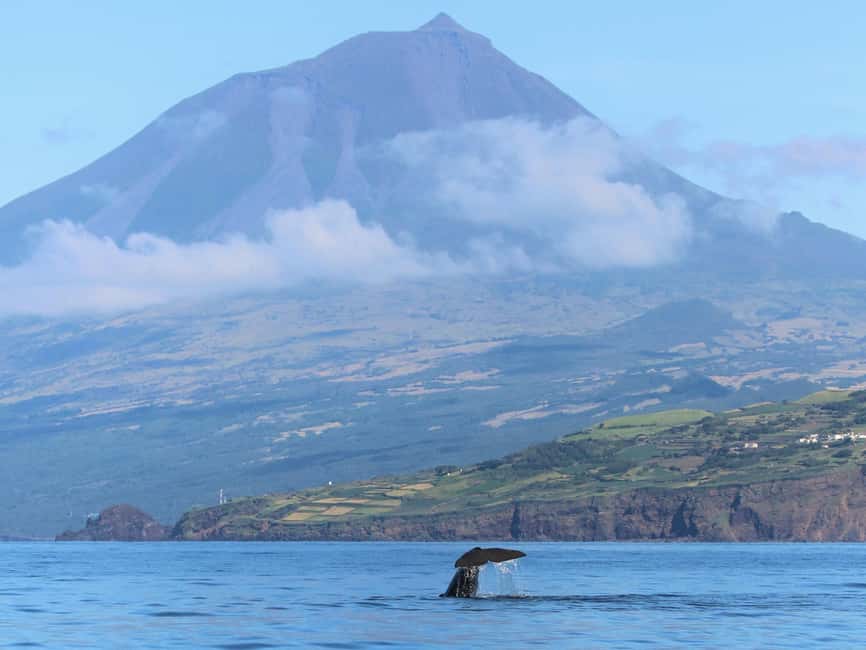 Pico Island: Whale Watching Experience from Lajes - Preparing for the boat and the weather