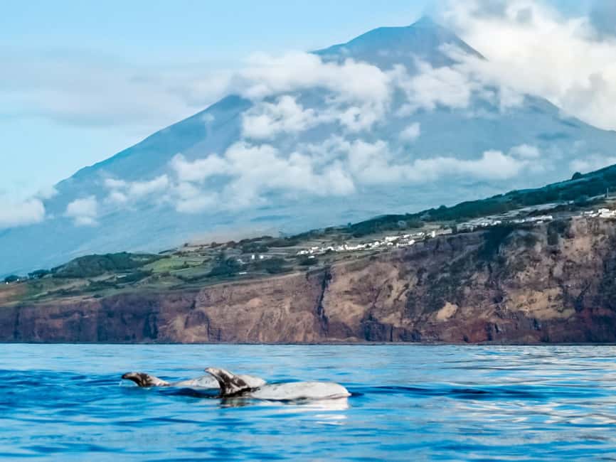 Pico Island: Whale Watching Experience from Lajes - A fast zodiac ride into Atlantic waters