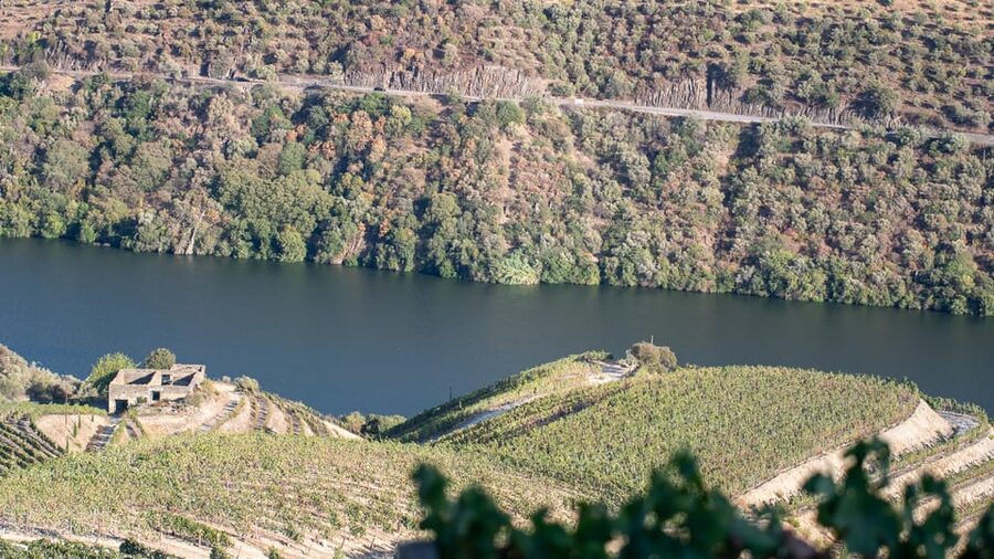 Pinhão: Quinta da Formigosa Vineyard Tour and Wine Tasting - Practical details that improve the visit