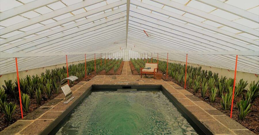 Ponta Delgada: Greenhouse Hot Tube with Pineapple Tour - Key points at a glance