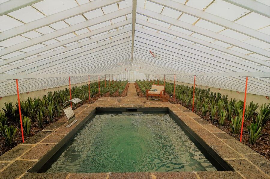 Ponta Delgada: Greenhouse Hot Tube with Pineapple Tour - The 36 C greenhouse pool at 3pm
