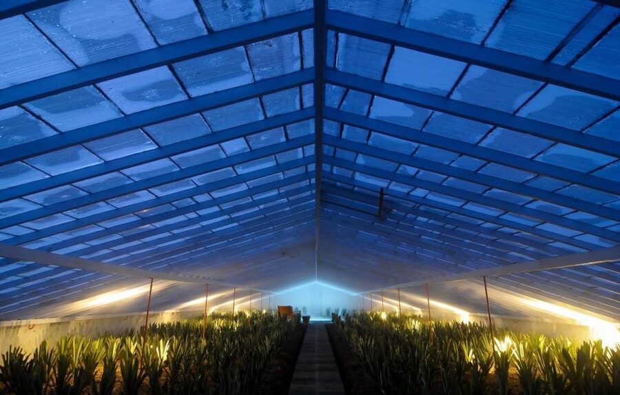 Ponta Delgada: Greenhouse Hot Tube with Pineapple Tour - Practical tips before you go