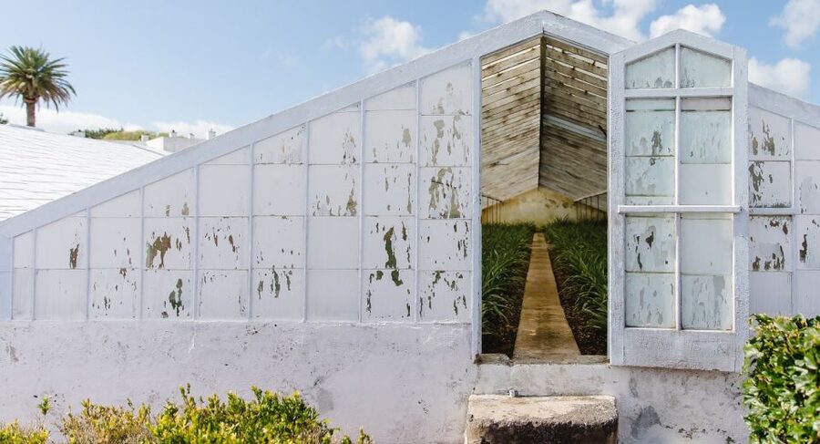 Ponta Delgada: Pineapple wine tasting and pineapple tour - The garden is part of the experience, not just a waiting area