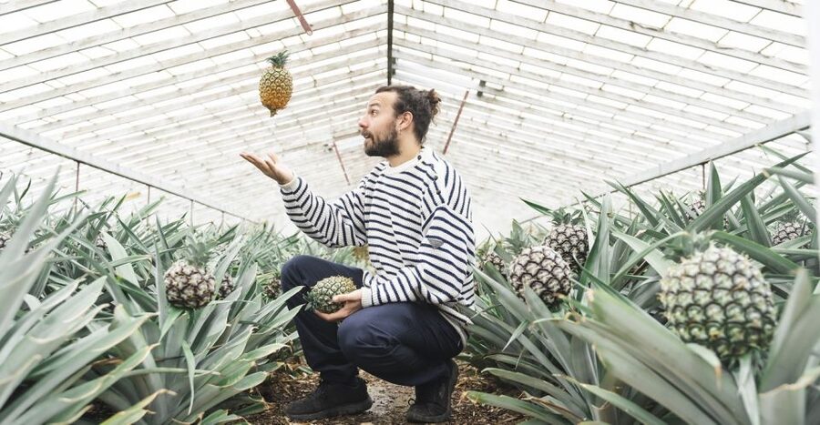 Ponta Delgada: Pineapple wine tasting and pineapple tour - Is $47 a fair price?