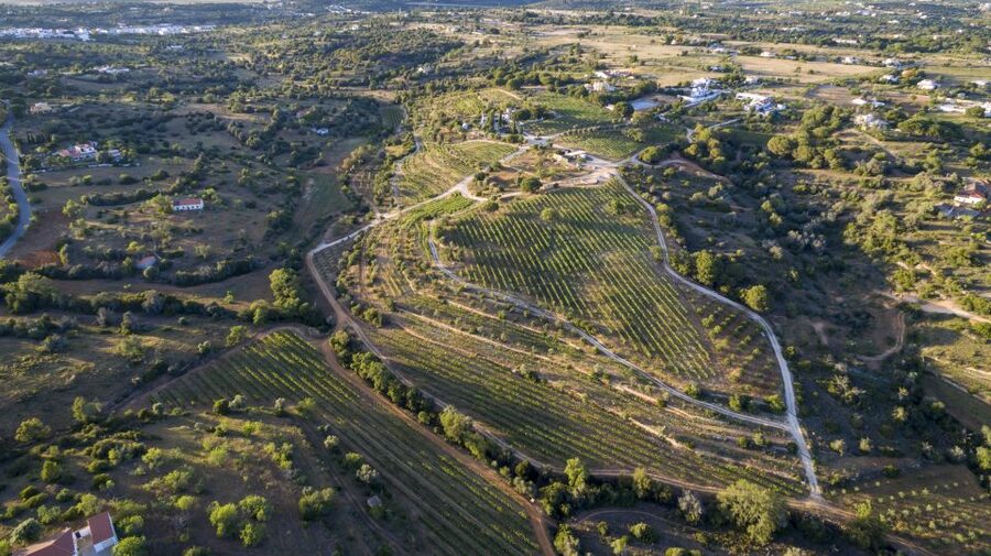 Porches: Algarve Vineyard Tour and Wine Tasting Experience - Why this Porches vineyard visit feels different