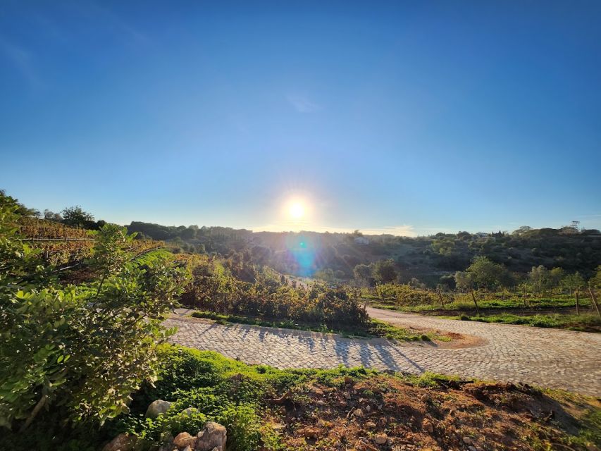 Porches: Algarve Vineyard Tour and Wine Tasting Experience - The short vineyard walk and the Capinhas story